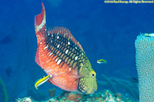 stoplight parrotfish